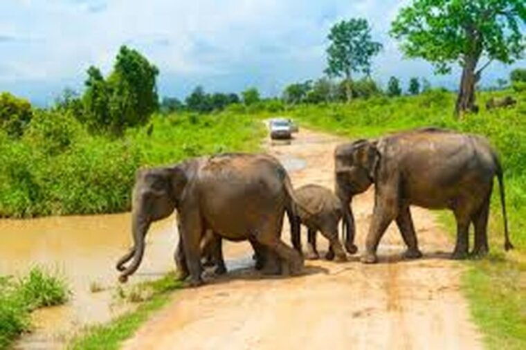 from-udawalawe-national-park-thrilling-half-day-safari