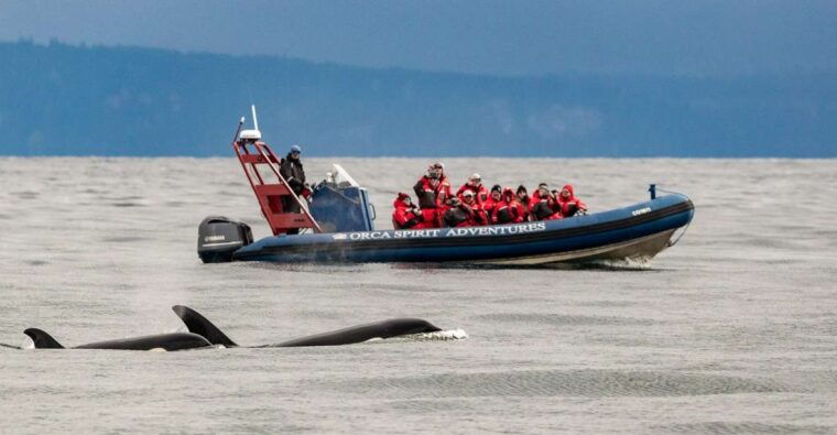 from-victoria-whale-watching-marine-wildlife-excursion