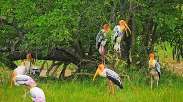 from-yala-yala-national-park-thrilling-half-day-safari