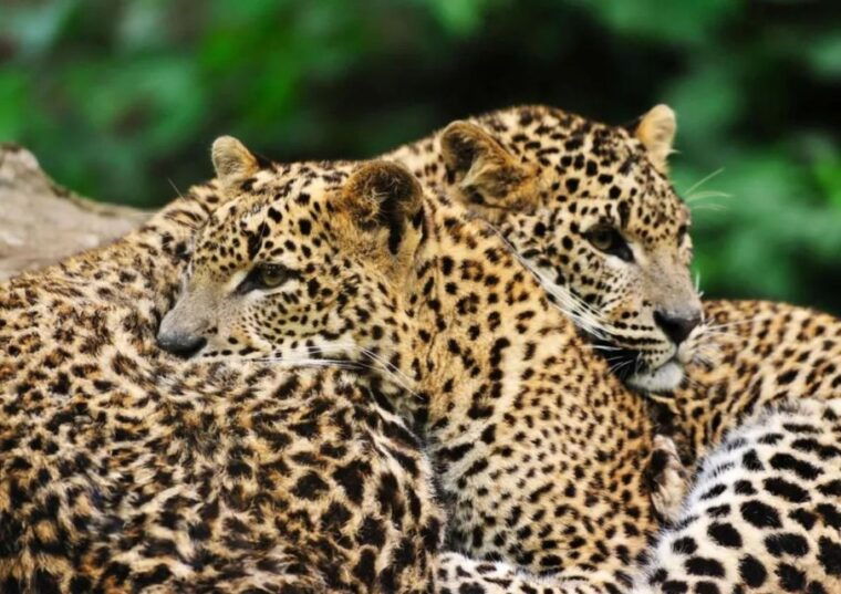 fromgalle-mirissa-bentota-transfer-to-ella-with-yala-safari