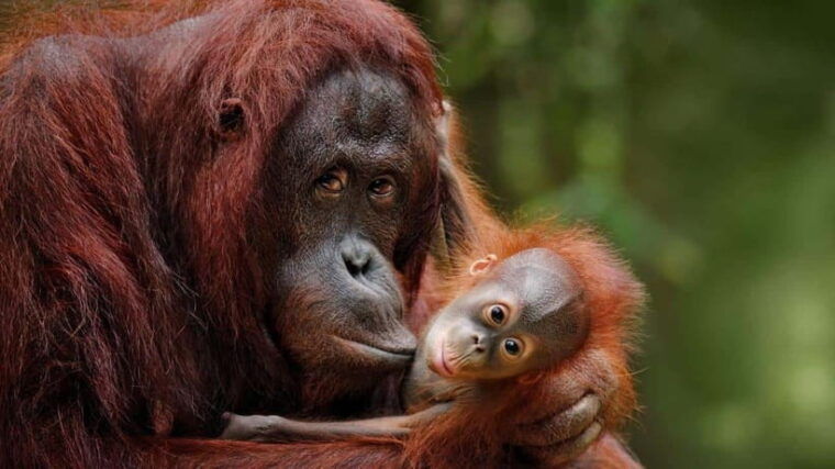 full-day-at-sepilok-orangutan-sun-bear-sandakan-city-tour