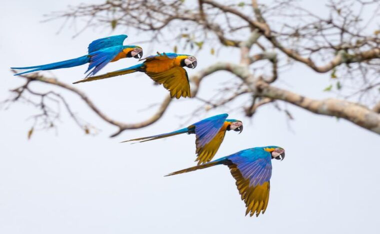 full-day-chuncho-macaw-clay-lick-big-and-colorful-macaws