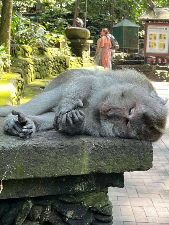full-day-tour-to-explore-ubud-with-private-car
