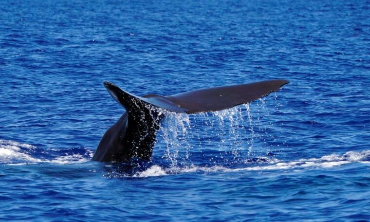 funchal-dolphin-and-whale-watching-cruise
