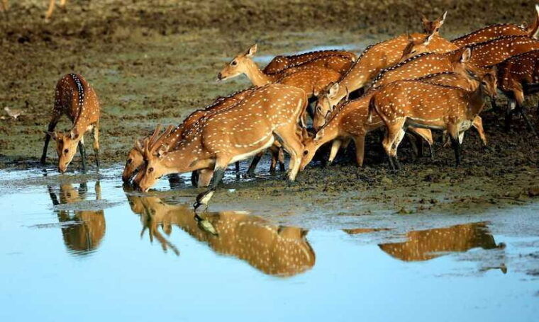 galle-all-inclusive-morning-leopard-safari-in-yala-private