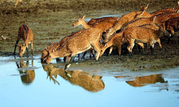 galle-or-mirissa-private-yala-safari-with-lunch-at-campsite