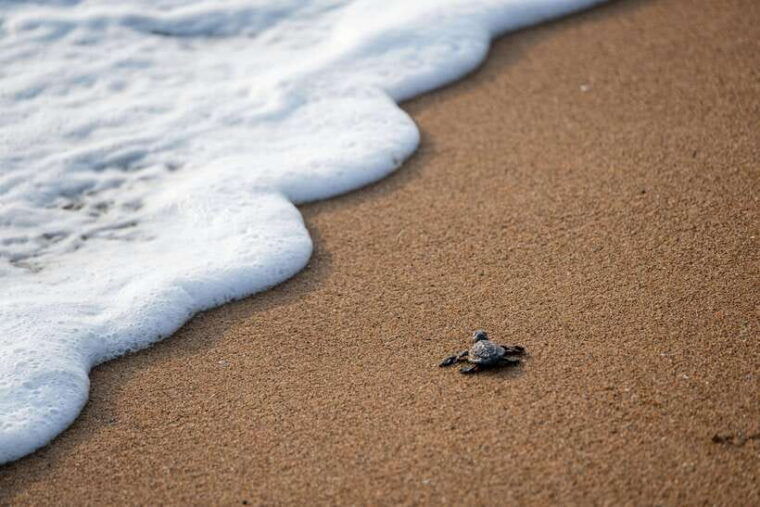 galle-private-day-tours-with-sea-turtles-visit-boat-safari
