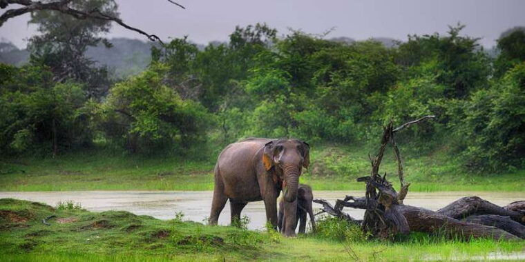 galle-unawatuna-weligama-mirissa-yala-national-park-safari