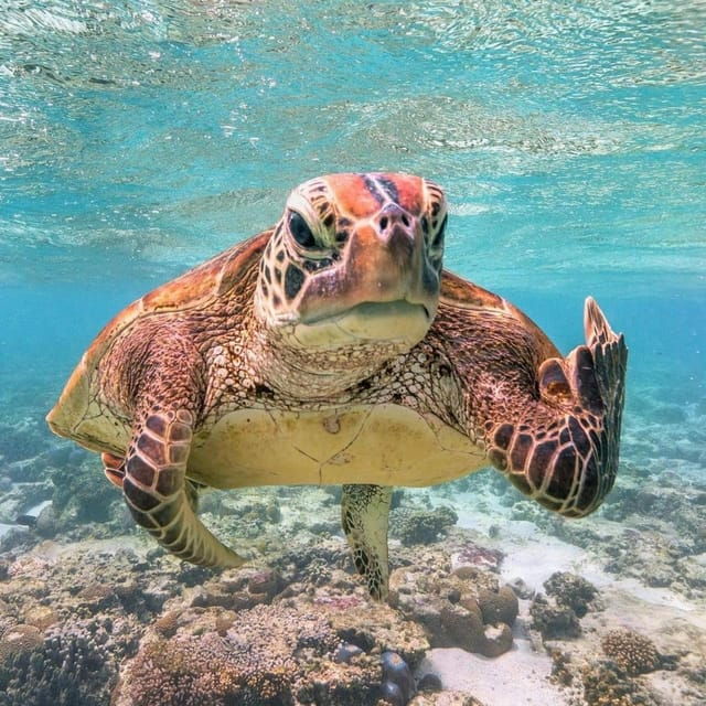 gilitrawanganprivate-tour-3-spot-statuecoral-reefturtle