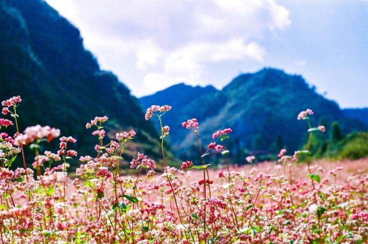 ha-giang-loop-4days-3nights-with-easy-rider-tour-guide