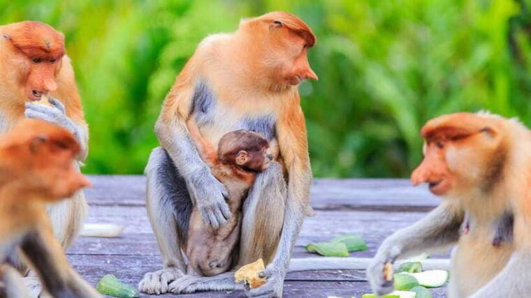 half-day-labuk-bay-proboscis-monkey-sanctuary-sandakan