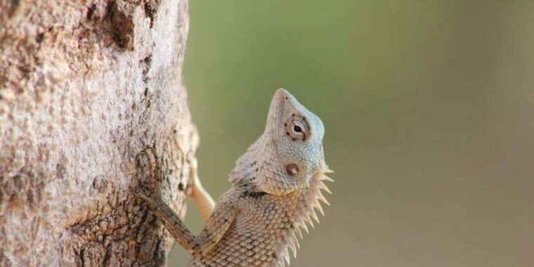 hambantota-port-cruise-yala-wildlife-safari-6-hours