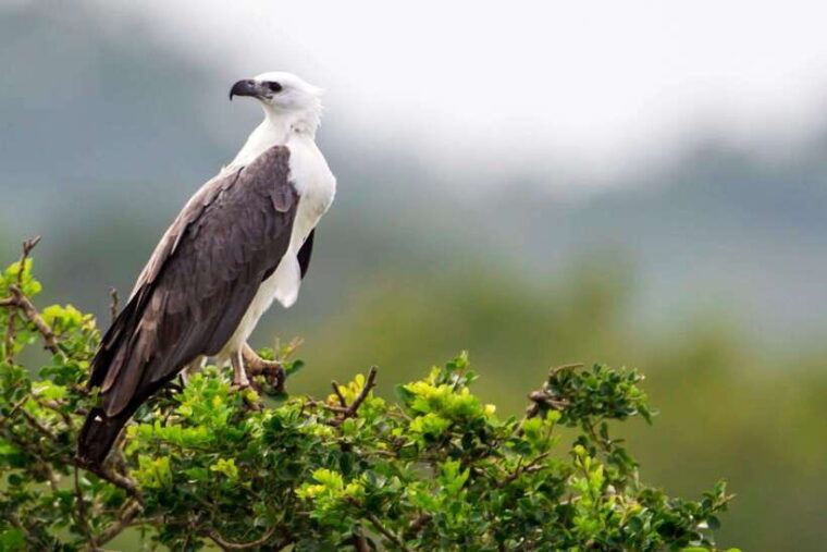 hambantota-port-yala-national-park-safari-shore-excursion