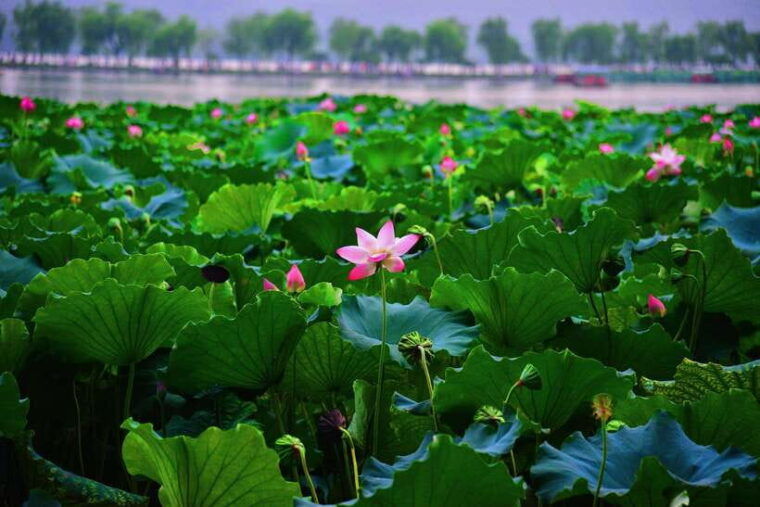 hangzhou-west-lake-and-tea-plantation-day-trip