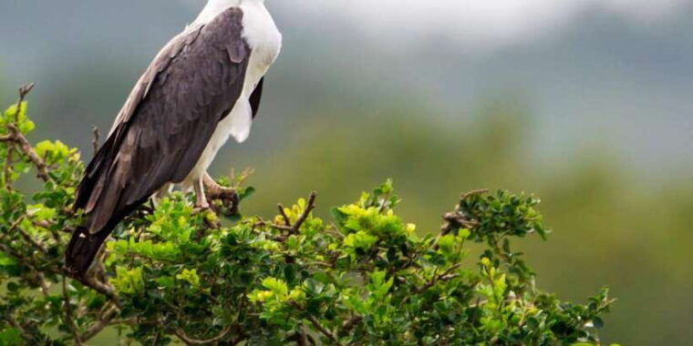 hikkaduwa-galle-unawatuna-mirissa-udawalawa-safari