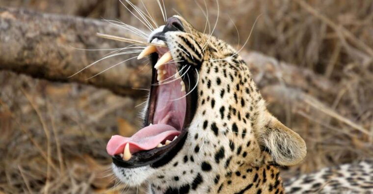 hikkaduwa-galle-weligama-mirissa-yala-national-park-safari