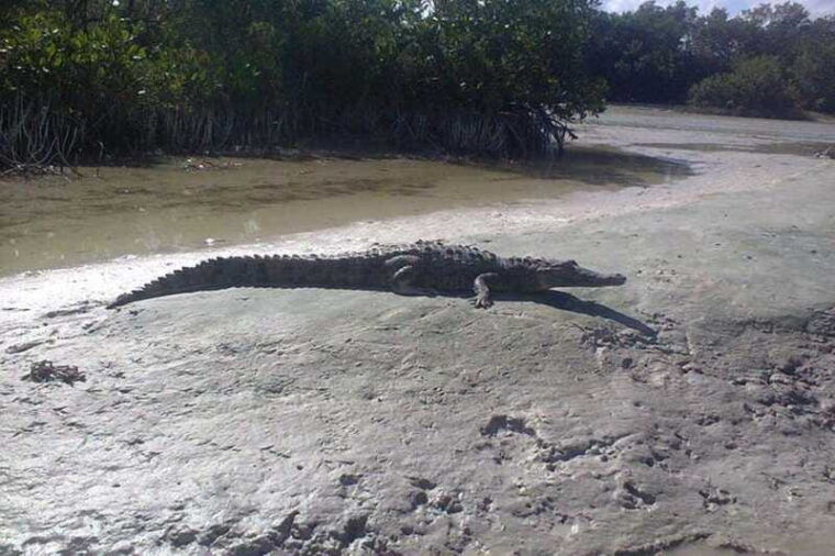 holbox-mangrove-paddling-excursion