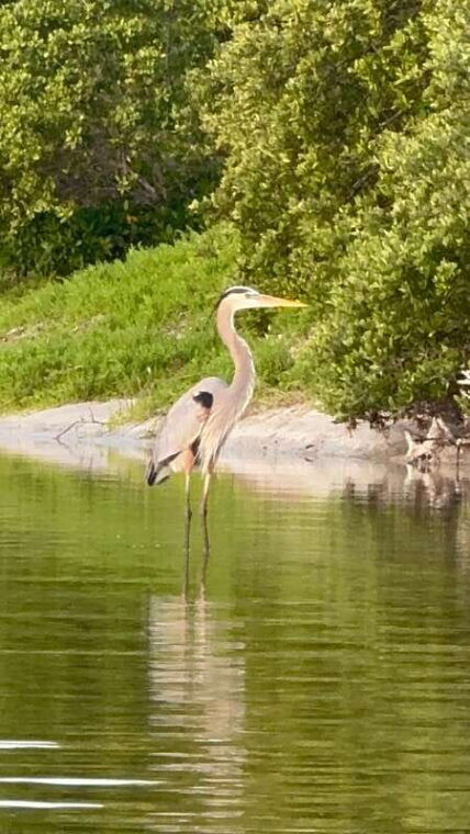 holbox-mangrove-sunset-kayak-tour