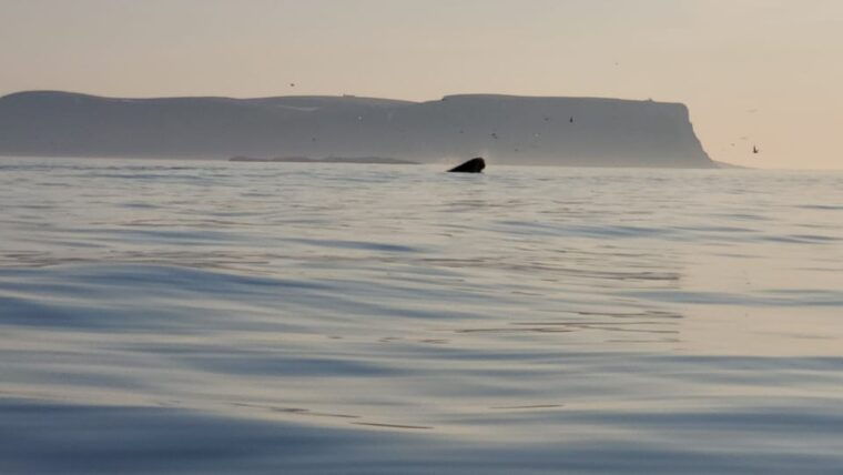 honningsvag-north-cape-king-crab-arctic-wildlife-safari