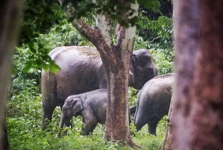 hua-hin-kui-buri-wild-elephant-watching-private-4-pax-up