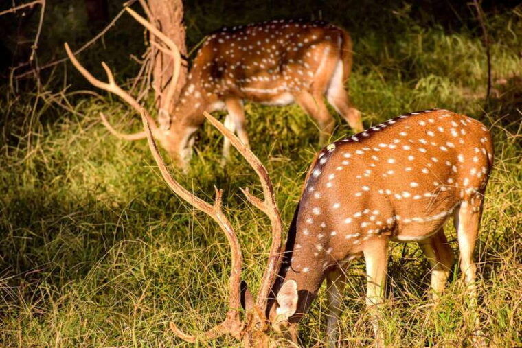 hurlu-eco-park-safari-with-jeep-entrance-ticket