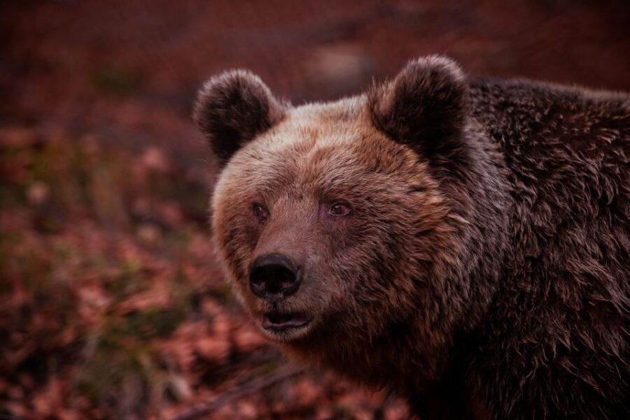 international-environmental-centre-of-arcturos-tour