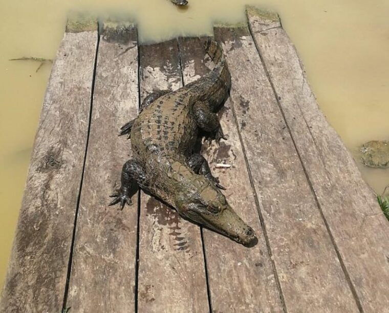 iquitos-2-days-in-the-amazon-natural-wonder-of-the-world-2