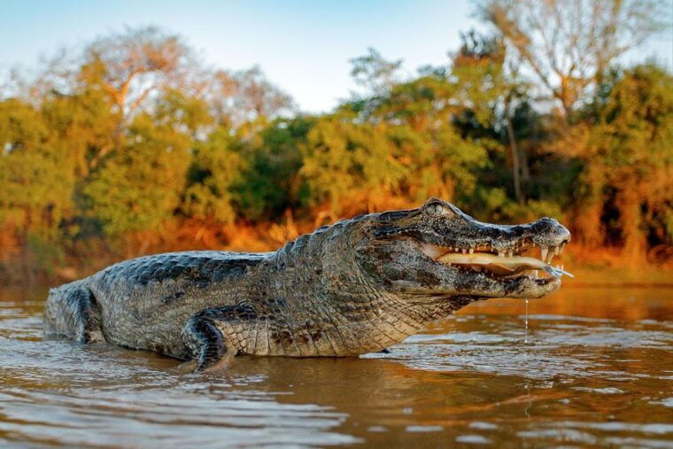 iquitos-pacaya-samiria-4-day-expedition-on-amazon-reserve