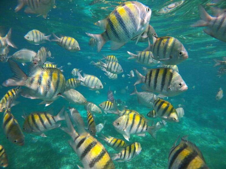 isla-mujeres-snorkeling-adventure-at-the-underwater-museum