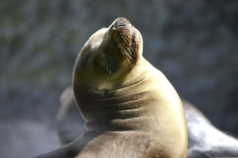 islas-ballestas-boat-tour-the-galapagos-of-peru