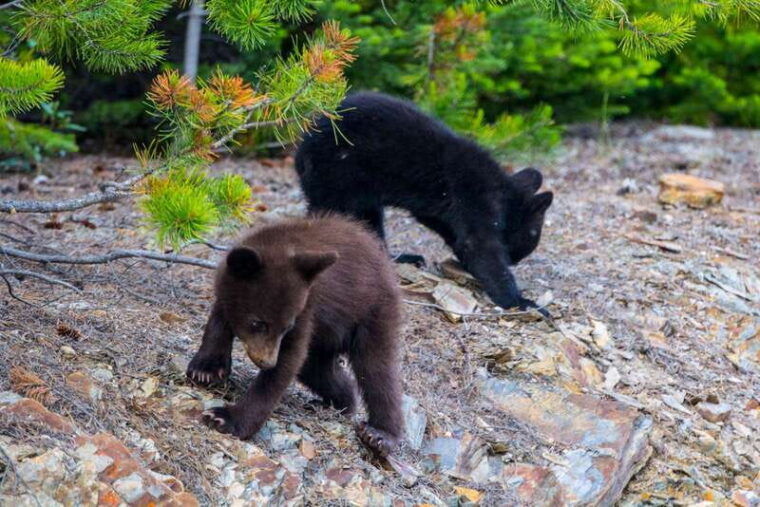 jasper-national-park-evening-or-morning-wildlife-watch-tour