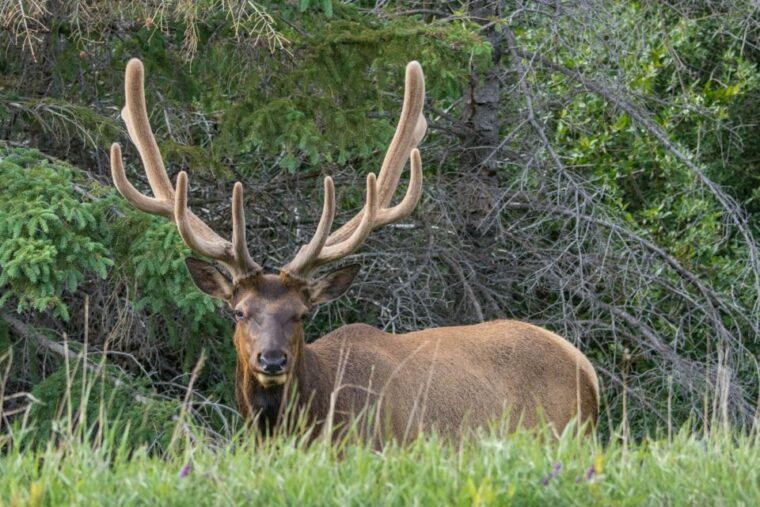 jasper-wildlife-and-waterfalls-tour-with-lakeshore-hike