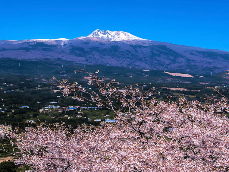 jeju-cherry-blossom-south-west-day-tour-with-hotel-pickup