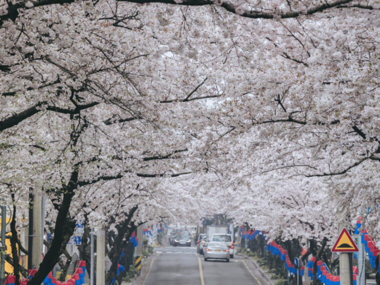 jeju-east-cherry-blossom-early-bird-tour-with-hotel-pickup