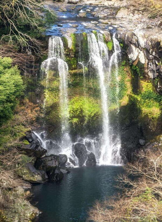 jeju-western-sothern-hydrangea-festival-tour