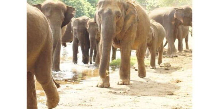 kandy-to-pinnawala-orphanage-and-ambuluwawa-tuktuk-day-tour