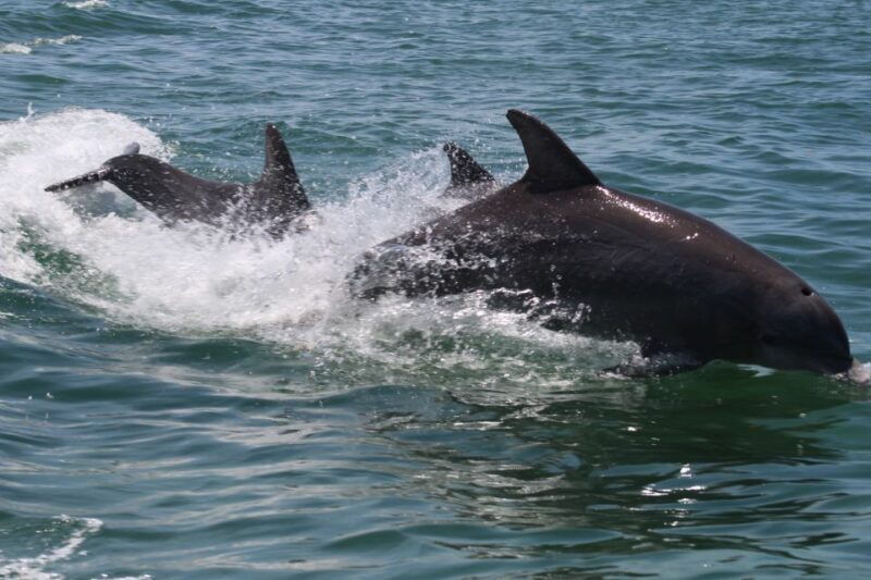 key-west-dolphin-snorkel-boat-tour-with-sunset-option