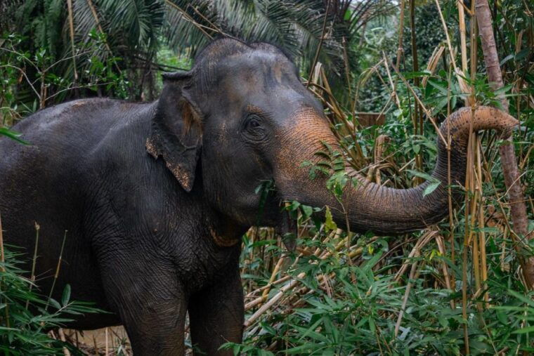 khao-lak-eco-safari-elephant-sanctuary-small-group-tour