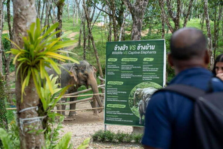 khao-lak-guided-nature-walk-elephant-experience