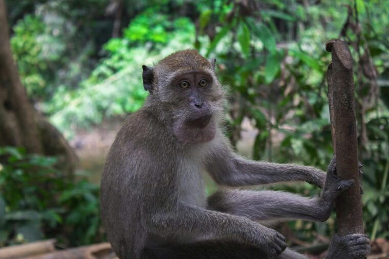 khao-sok-private-day-trekking-jungle-dinner-night-safari