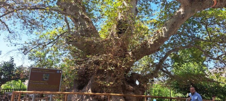 knossos-palace-lasithi-plateau-villages-and-olive-oil-mill