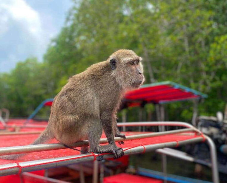 ko-lanta-mangrove-forest-kayak-wildlife-adventure