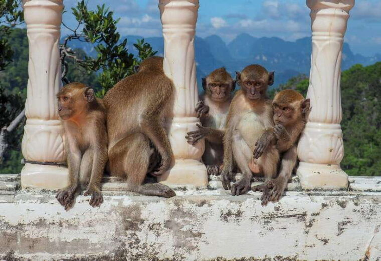 ko-lanta-private-tiger-cave-hot-spring-emerald-pool-tour