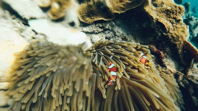 koh-lipe-3-island-snorkeling-fishing-tour
