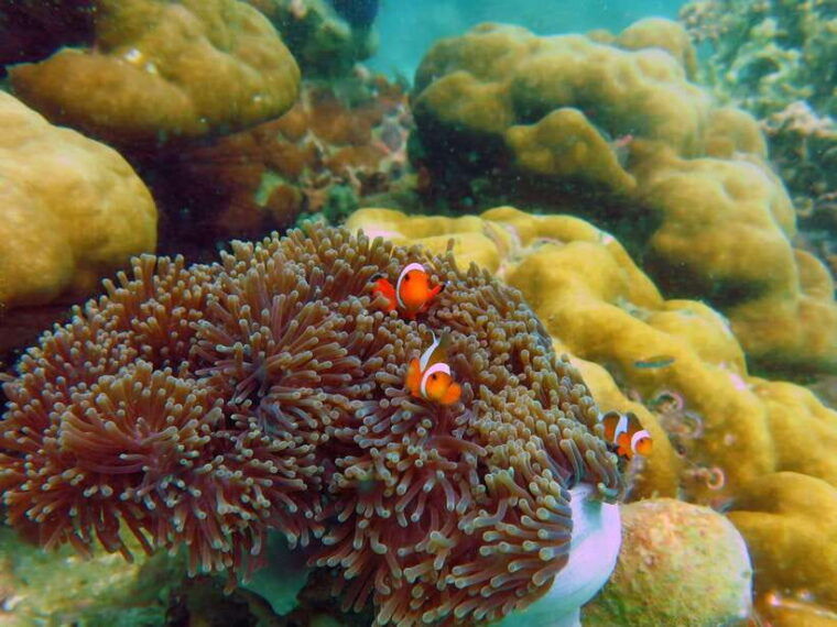 koh-lipe-5-island-snorkeling-trip-by-longtail-boat-w-lunch