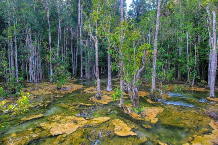 krabi-outback-explorer-with-visit-of-tiger-cave-temple