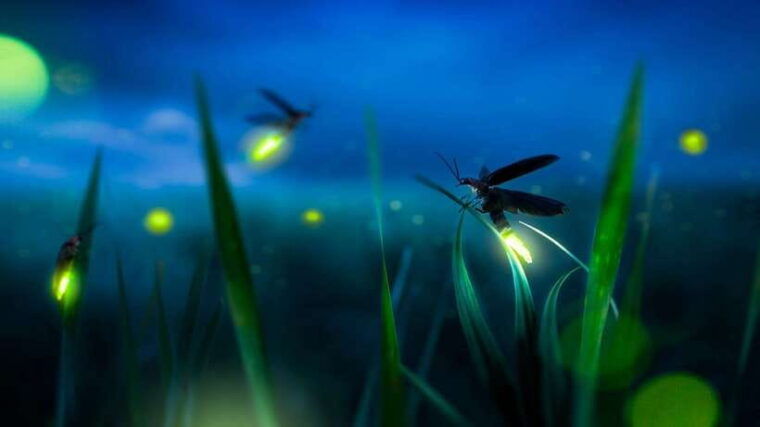 kuala-lumpur-kuala-selangor-firefly-tour-and-dinner
