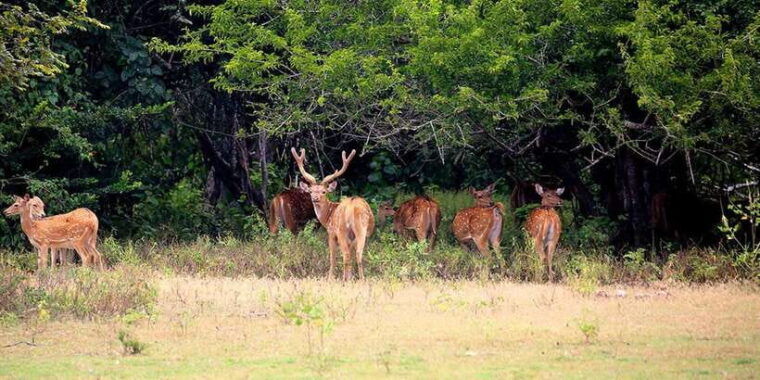 kumana-national-park-morning-or-afternoon-safari-6-h