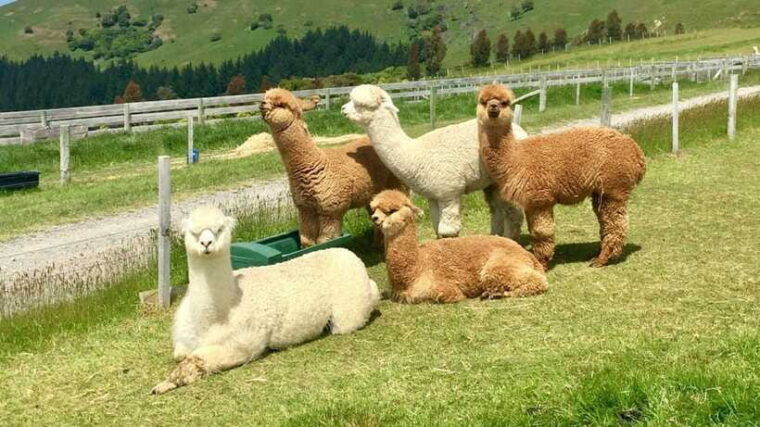 kundasang-day-tour-with-desa-dairy-farm-and-alpaca-club