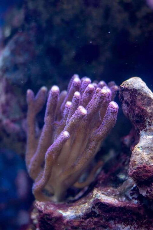 la-paz-coral-farm-snorkel-tour